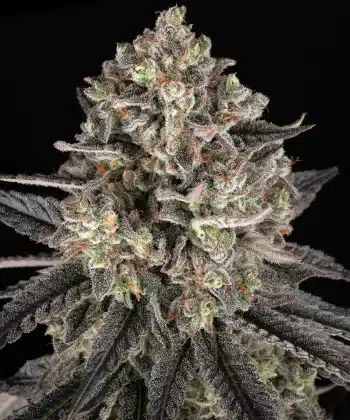 Blue Dream Feminized Cannabis Seeds by Barneys Farm