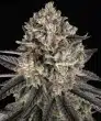 Blue Dream Feminized Cannabis Seeds by Barneys Farm