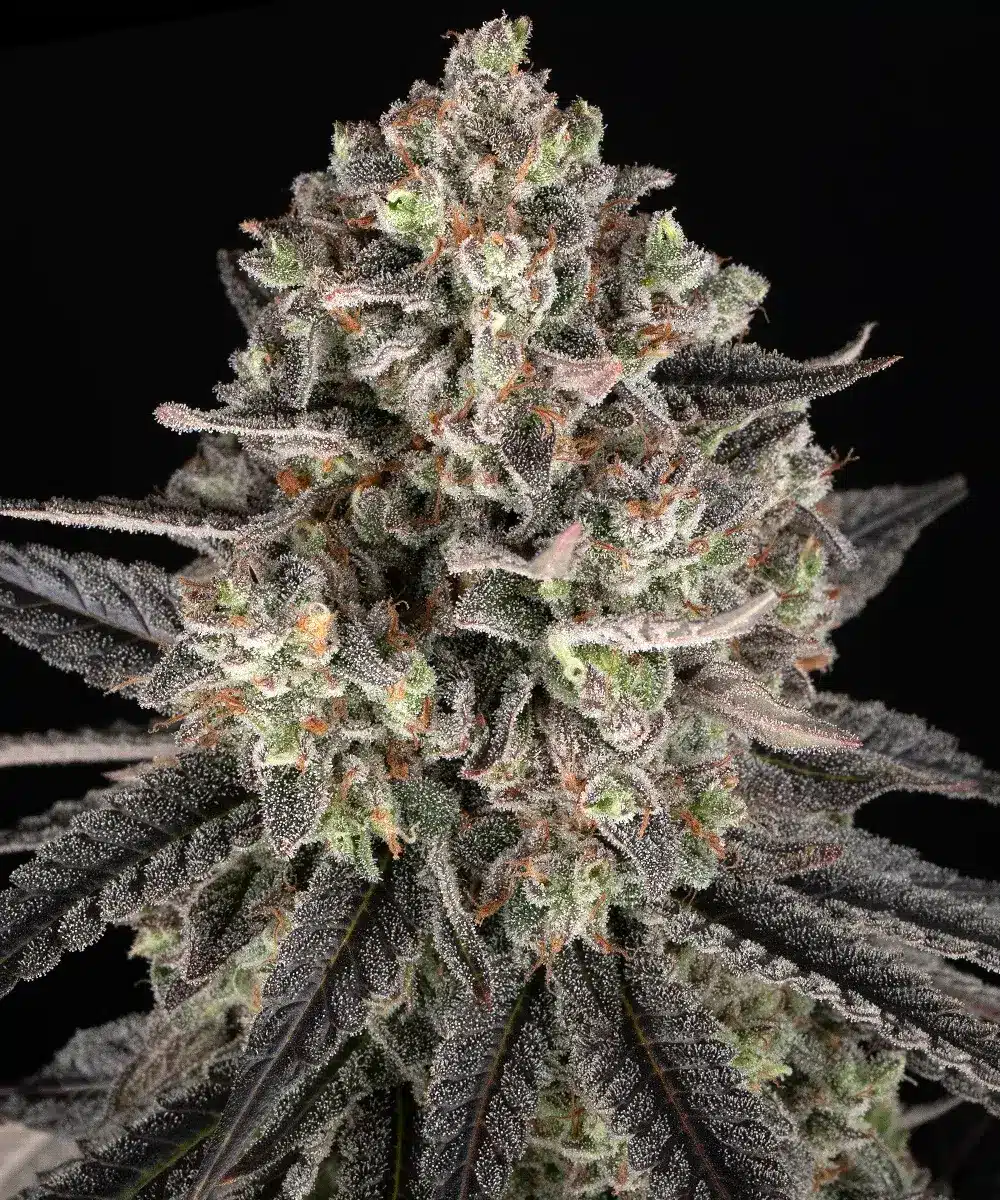 Blue Dream Feminized Cannabis Seeds by Barneys Farm Blue Dream Feminized Cannabis Seeds by Barneys Farm