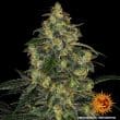 Blue Gelato 41 Feminized Cannabis Seeds by Barneys Farm