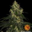 Blue Gelato 41 Feminized Cannabis Seeds by Barneys Farm