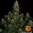 Blue Gelato 41 Feminized Cannabis Seeds by Barneys Farm