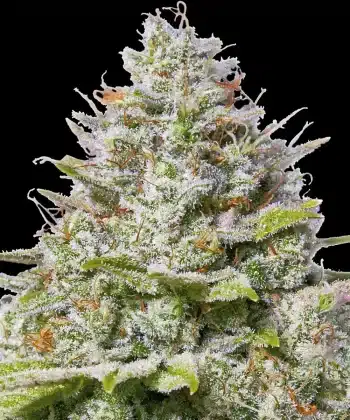 Blue Gelato 41 Feminized Cannabis Seeds by Barneys Farm