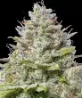 Blue Gelato 41 Feminized Cannabis Seeds by Barneys Farm