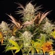 Blue Sunset Sherbert Feminized Cannabis Seeds by Barneys Farm