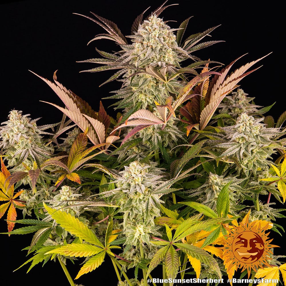 Blue Sunset Sherbert Feminized Cannabis Seeds by Barneys Farm Blue Sunset Sherbert Feminized Cannabis Seeds by Barneys Farm