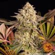 Blue Sunset Sherbert Feminized Cannabis Seeds by Barneys Farm