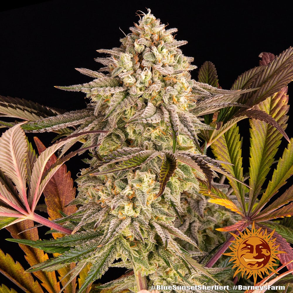 Blue Sunset Sherbert Feminized Cannabis Seeds by Barneys Farm Blue Sunset Sherbert Feminized Cannabis Seeds by Barneys Farm