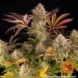 Blue Sunset Sherbert Feminized Cannabis Seeds by Barneys Farm