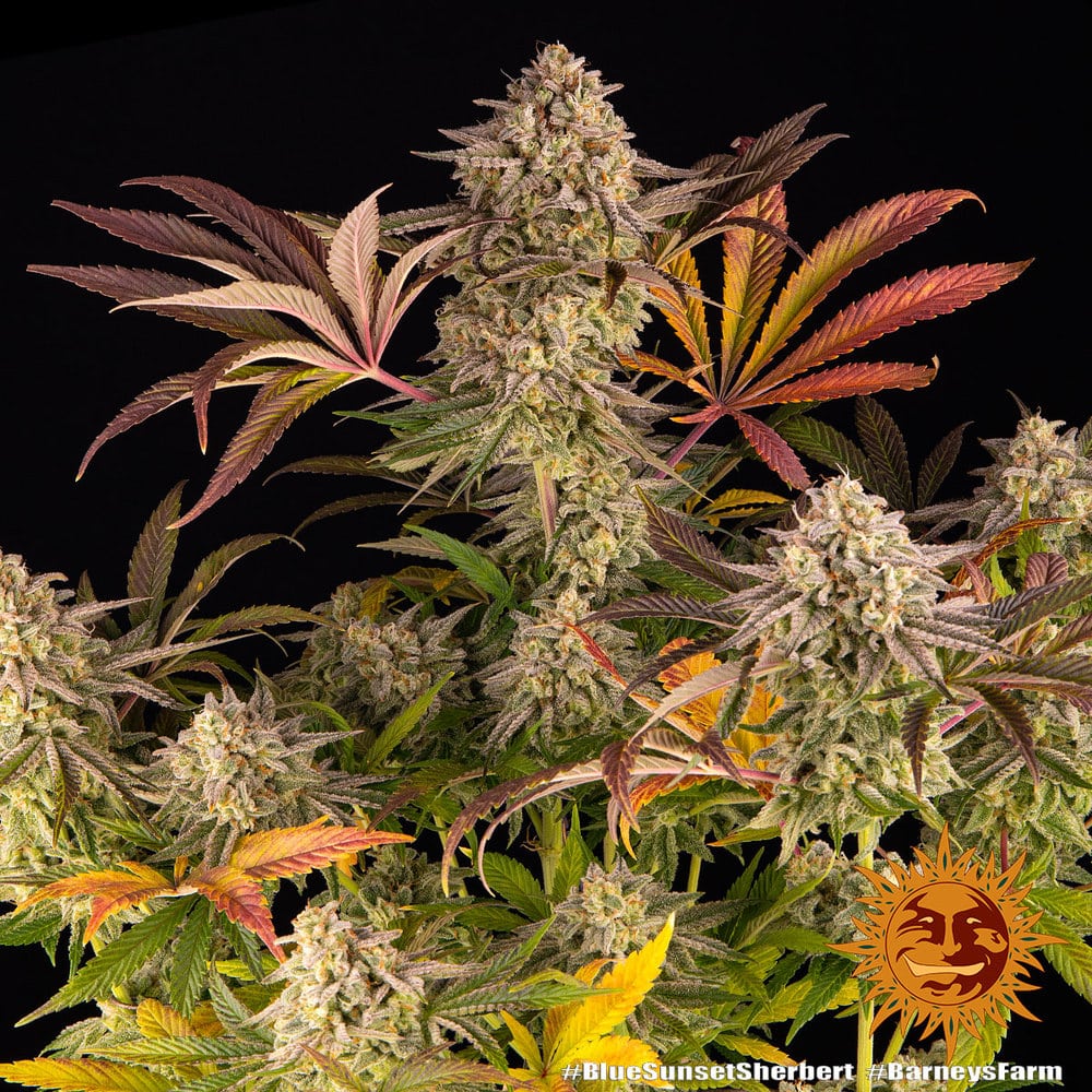 Blue Sunset Sherbert Feminized Cannabis Seeds by Barneys Farm Blue Sunset Sherbert Feminized Cannabis Seeds by Barneys Farm