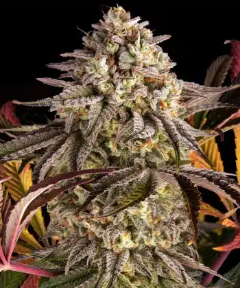 Blue Sunset Sherbert Feminized Cannabis Seeds by Barneys Farm