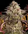Blue Sunset Sherbert Feminized Cannabis Seeds by Barneys Farm