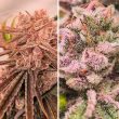 DP Blue Zushi Feminized Cannabis Seeds by Dutch Passion Seeds