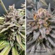 DP Blue Zushi Feminized Cannabis Seeds by Dutch Passion Seeds
