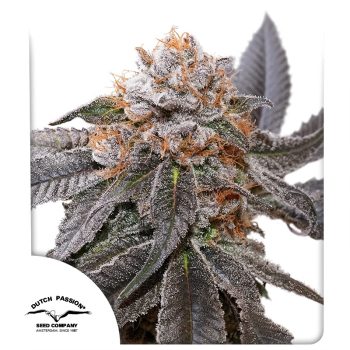 DP Blue Zushi Feminized Cannabis Seeds by Dutch Passion Seeds