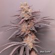 DP Blue Zushi Feminized Cannabis Seeds by Dutch Passion Seeds