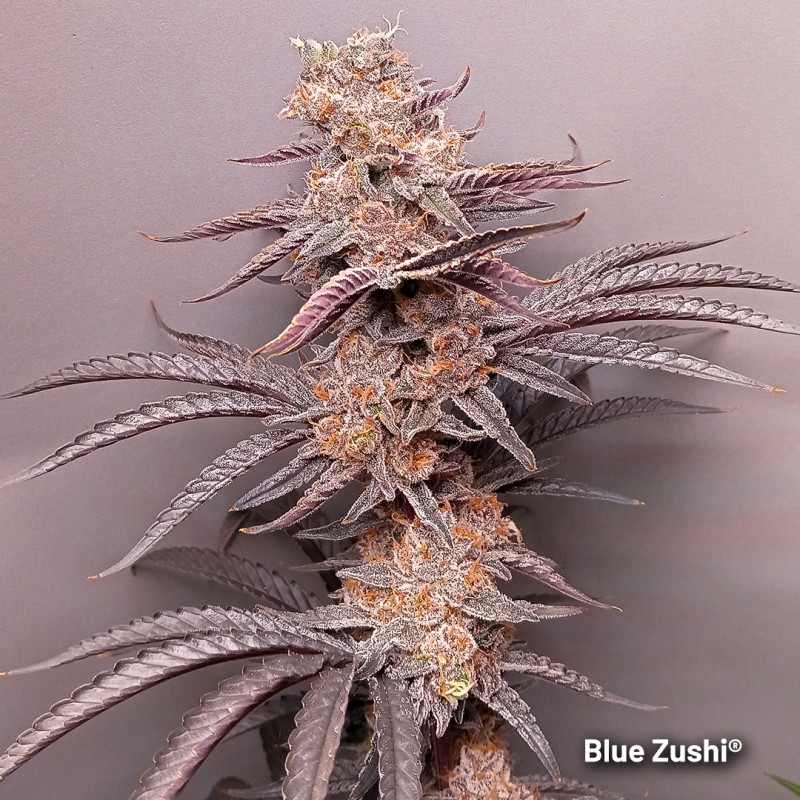 Blue Zushi Feminized by Dutch Passion Seeds Blue Zushi Feminized by Dutch Passion Seeds