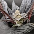 DP Blue Zushi Feminized Cannabis Seeds by Dutch Passion Seeds