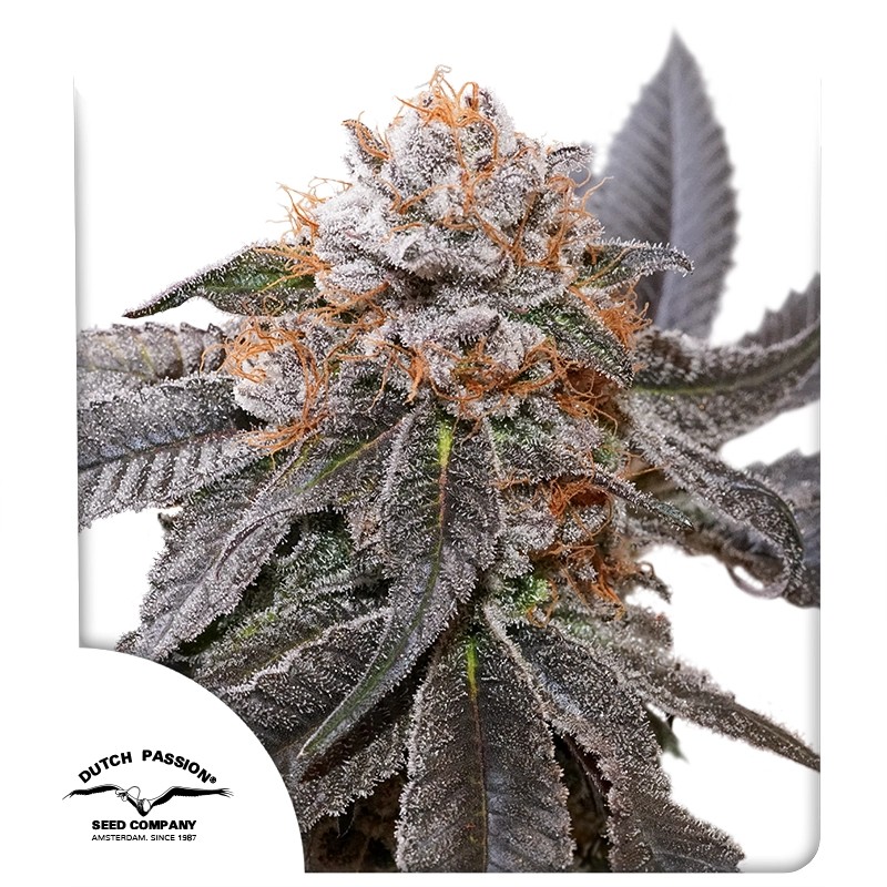 DP Blue Zushi Feminized Cannabis Seeds by Dutch Passion Seeds DP Blue Zushi Feminized Cannabis Seeds by Dutch Passion Seeds