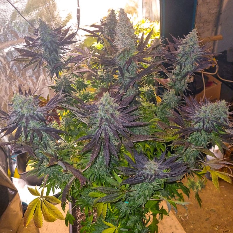 Blueberry Feminized by Dutch Passion Seeds Blueberry Feminized by Dutch Passion Seeds