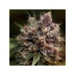 blueberry-5