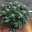 blueberry-5