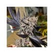 blueberry-5