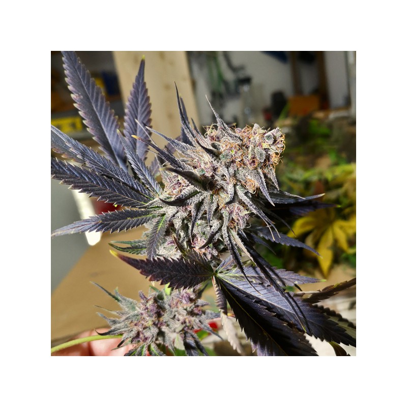 Blueberry Feminized by Dutch Passion Seeds Blueberry Feminized by Dutch Passion Seeds