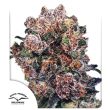 Original Blueberry Regular Cannabis Seeds by Dutch Passion Seeds