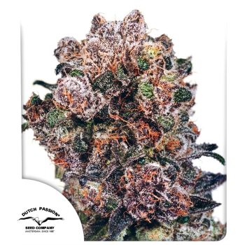 Blueberry Feminized by Dutch Passion Seeds