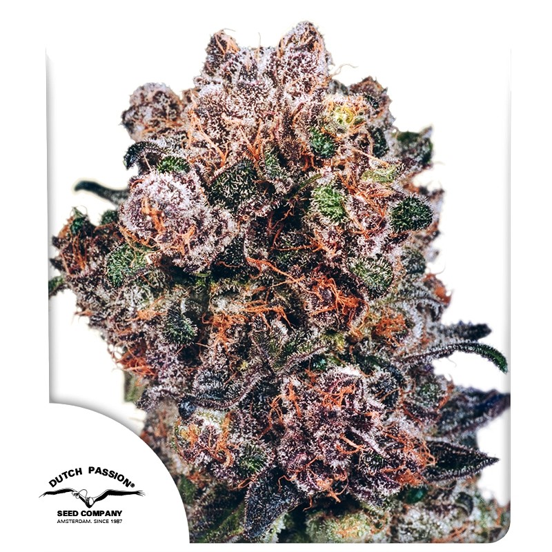 blueberry-5