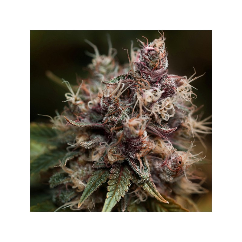 Blueberry Feminized by Dutch Passion Seeds Blueberry Feminized by Dutch Passion Seeds