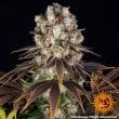 Bruce Banner Feminized Cannabis Seeds by Barneys Farm