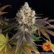 Bruce Banner Feminized Cannabis Seeds by Barneys Farm