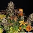Bruce Banner Feminized Cannabis Seeds by Barneys Farm