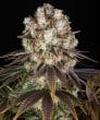 Bruce Banner Feminized Cannabis Seeds by Barneys Farm