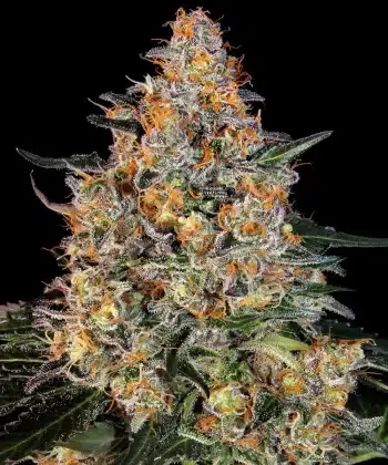 Bubba Kush Feminized Cannabis Seeds by Barneys Farm