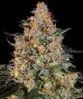 Bubba Kush Feminized Cannabis Seeds by Barneys Farm