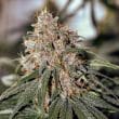 C Vibez Feminized Cannabis Seeds by Dutch Passion Seeds