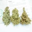 C Vibez Feminized Cannabis Seeds by Dutch Passion Seeds