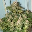 C Vibez Feminized Cannabis Seeds by Dutch Passion Seeds