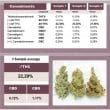 C Vibez Feminized Cannabis Seeds by Dutch Passion Seeds