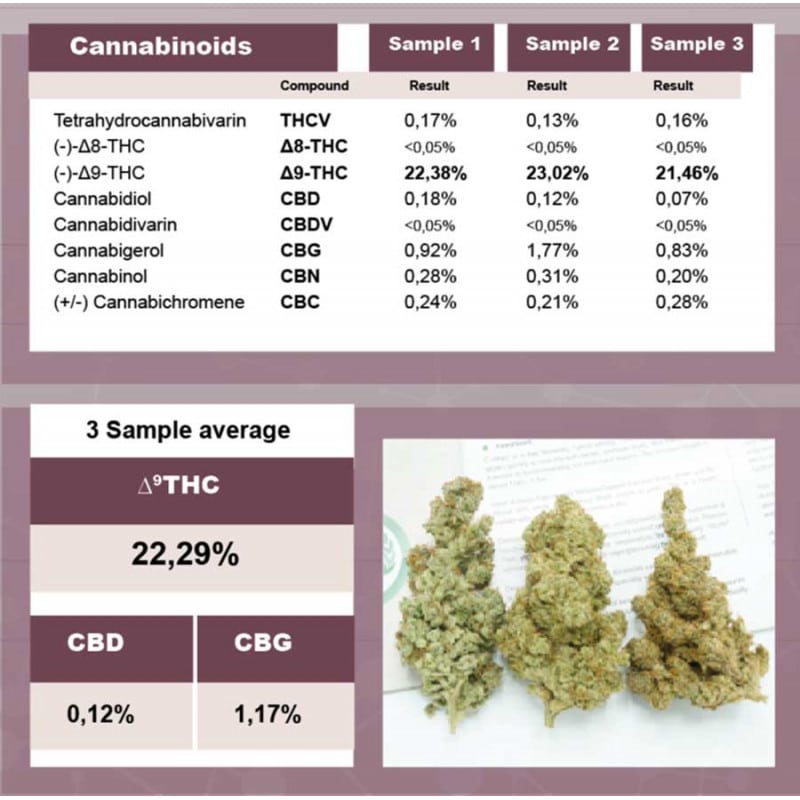 C Vibez Feminized by Dutch Passion Seeds C Vibez Feminized by Dutch Passion Seeds