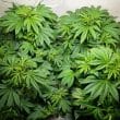 C Vibez Feminized Cannabis Seeds by Dutch Passion Seeds