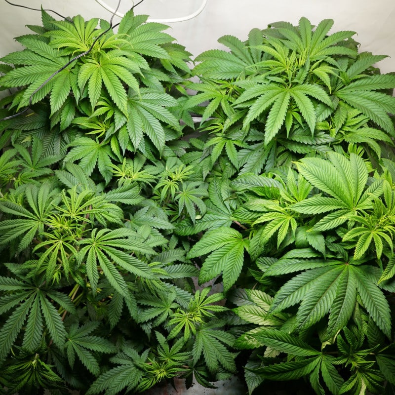 C Vibez Feminized by Dutch Passion Seeds C Vibez Feminized by Dutch Passion Seeds