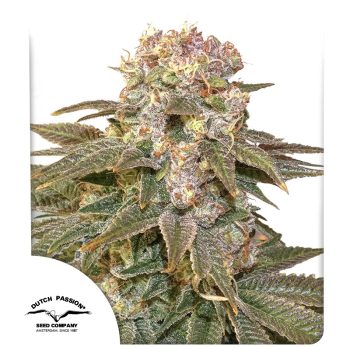 C Vibez Feminized Cannabis Seeds by Dutch Passion Seeds