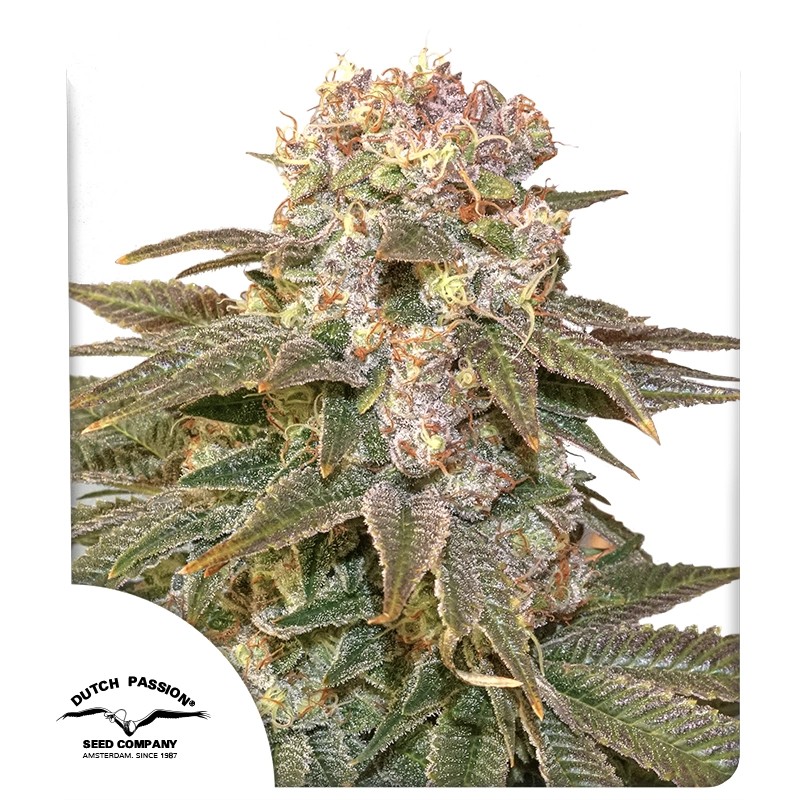 C Vibez Feminized Cannabis Seeds by Dutch Passion Seeds C Vibez Feminized Cannabis Seeds by Dutch Passion Seeds