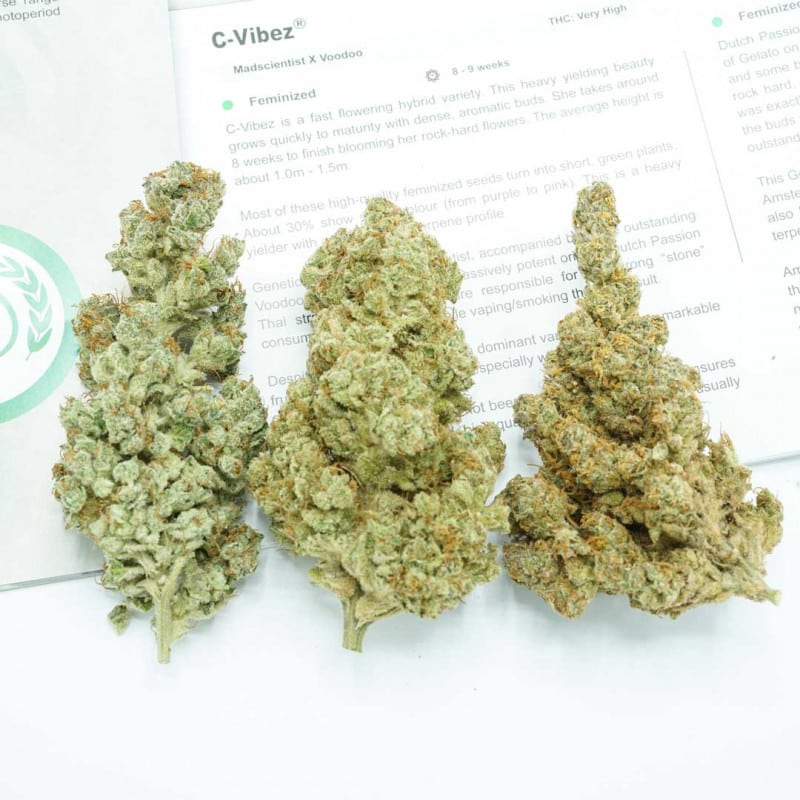 C Vibez Feminized by Dutch Passion Seeds C Vibez Feminized by Dutch Passion Seeds