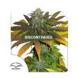 California Orange Feminized Cannabis Seeds by Dutch Passion Seeds
