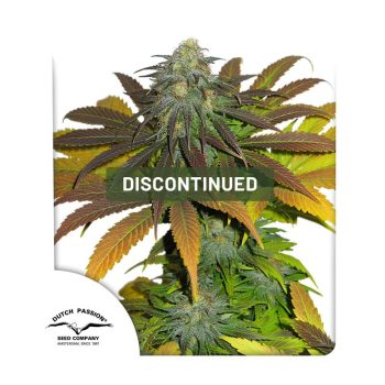 California Orange Feminized Cannabis Seeds by Dutch Passion Seeds
